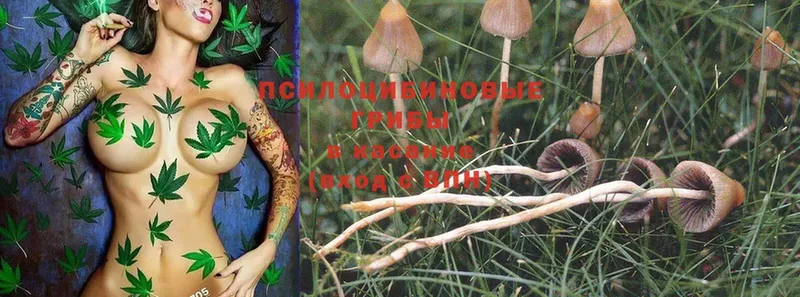 Псилоцибиновые грибы Magic Shrooms  Гусев 